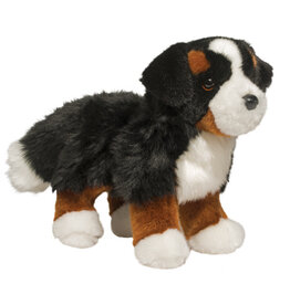 Stevie Bernese Mountain Dog