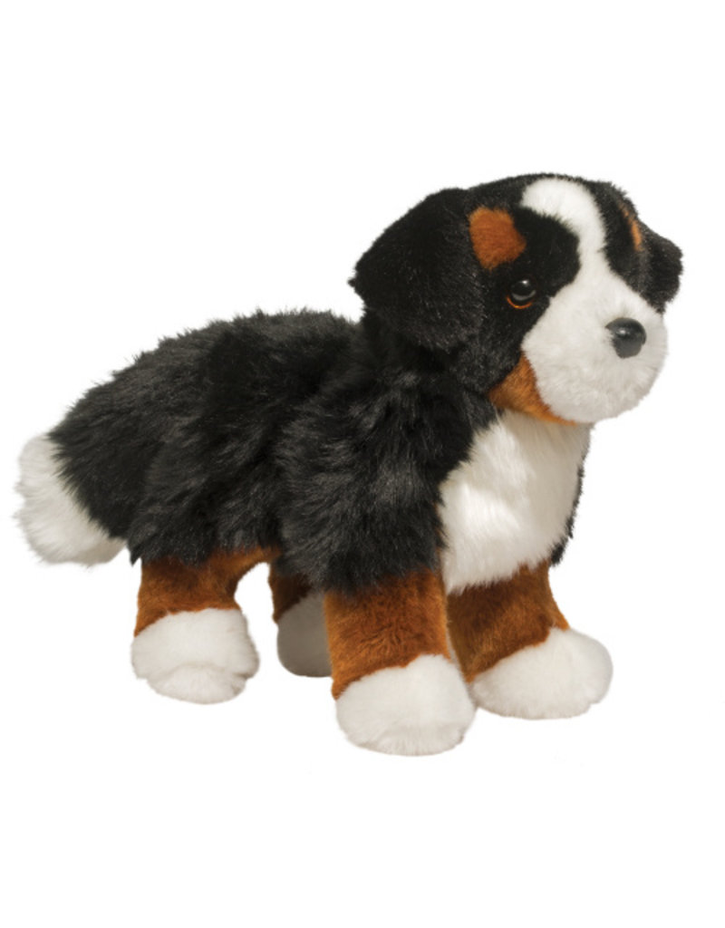 Stevie Bernese Mountain Dog