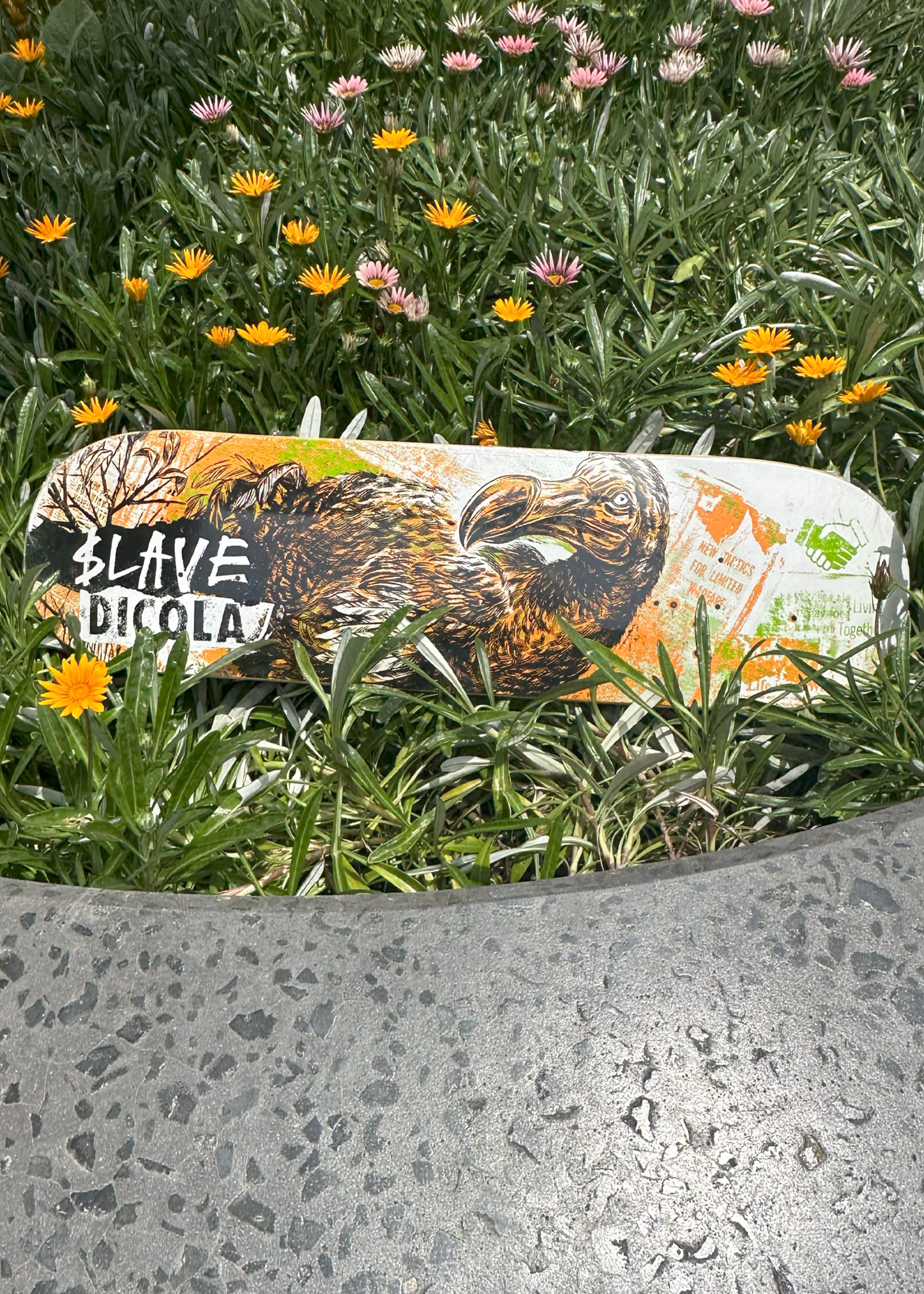 $lave $LAVE - Wild Life Dodo Dicola - 8.88"