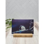 SGT Photography Frozen Bubble Print with Bamboo Stand
