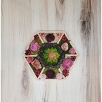 "Hexagon View" - dried flower artwork