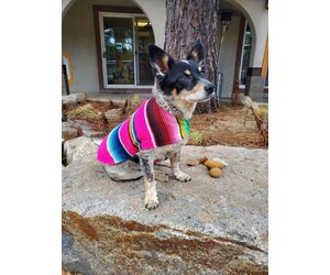 tahloha-serape-dog-jacket.jpg