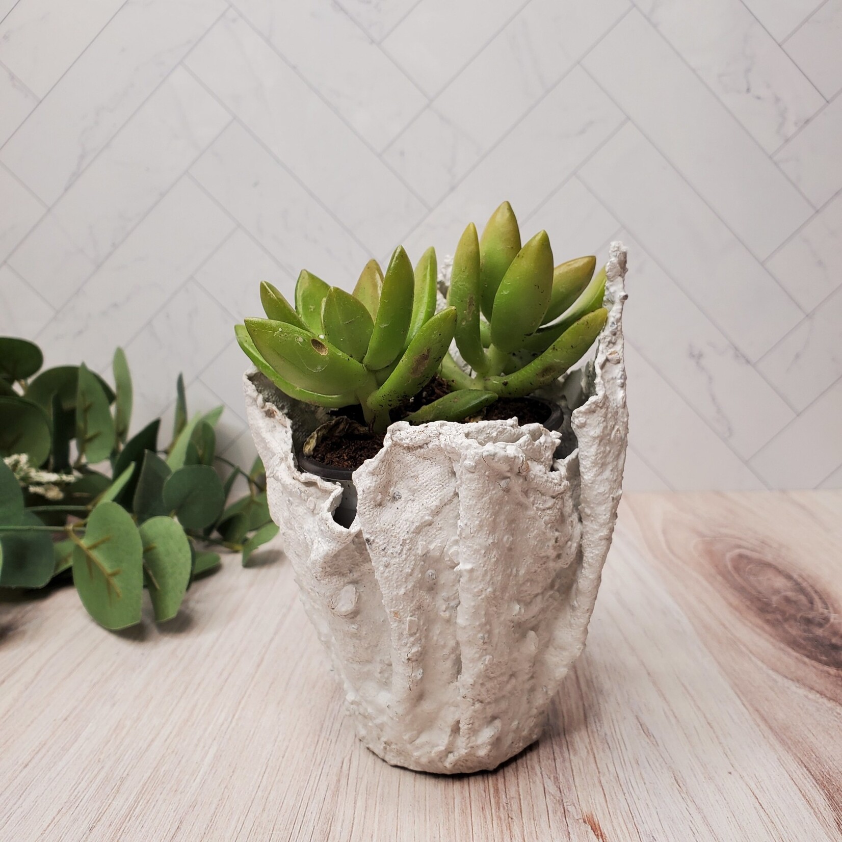 Coral Pottery Succulent Pottery - Small - White