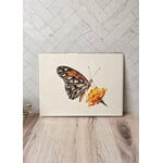Sky Woodland Art "Butterfly on Flowers" - 9x12" giclee