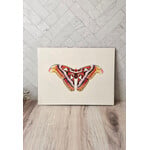 Sky Woodland Art "Atlas Moth" - 9x12" giclee