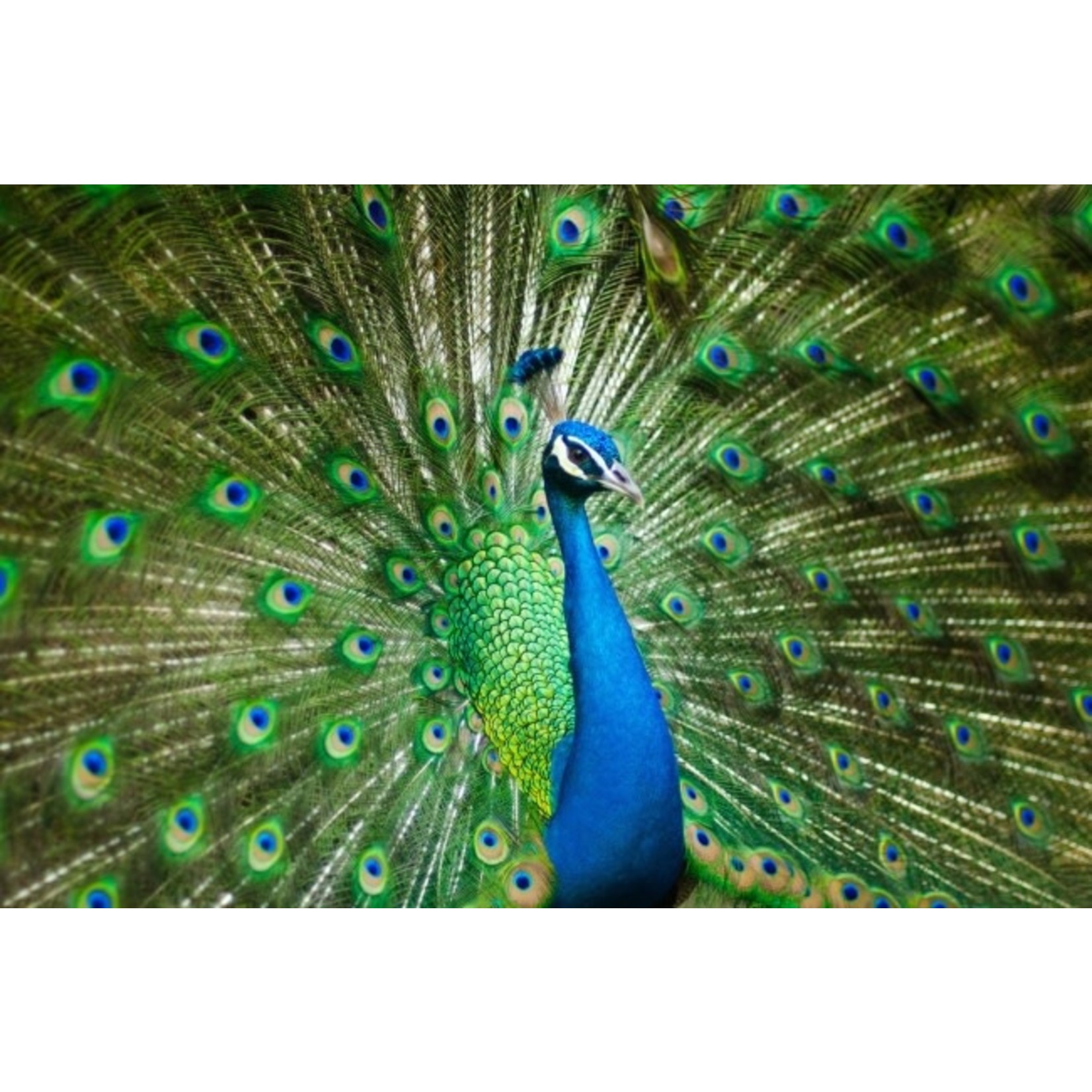 Peacock Feathers - Genuine
