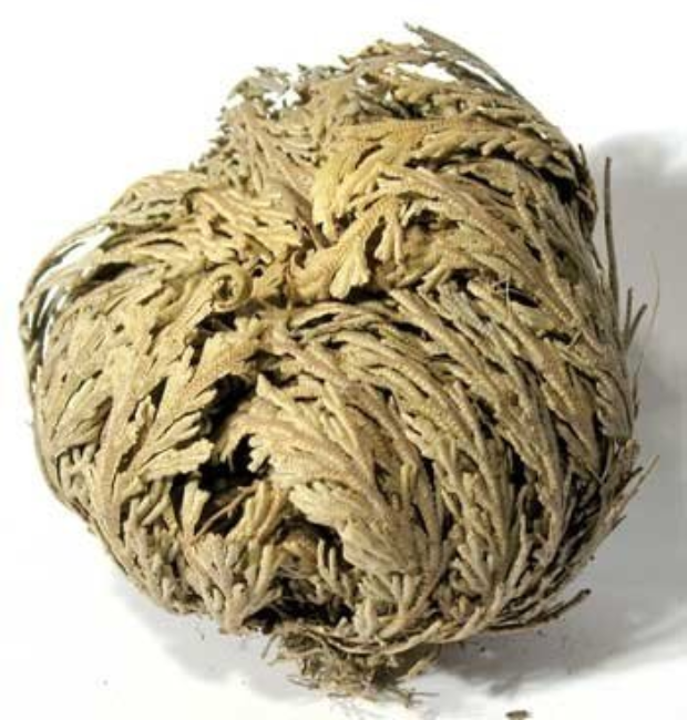 The Spiritual Uses of Rose of Jericho: The Resurrection Plant