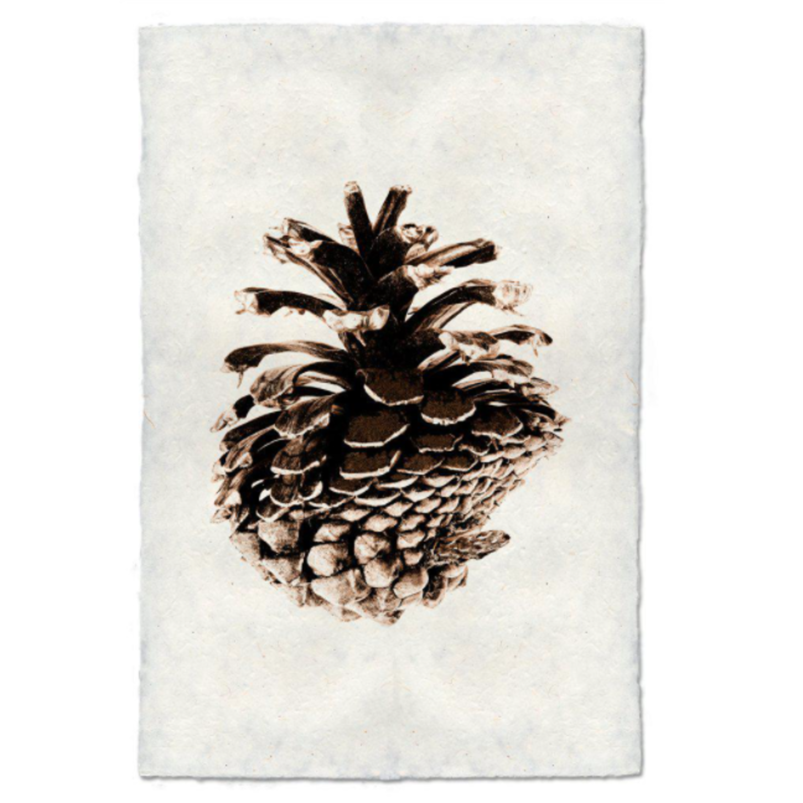 Handmade Lodge Pole Pine Cone Handmade Print