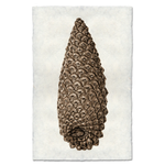 Handmade Knobcone Pine Cone Handmade Print