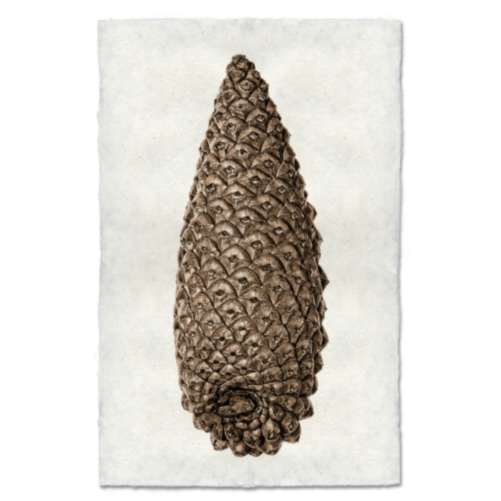 Handmade Knobcone Pine Cone Handmade Print SPECIAL ORDER