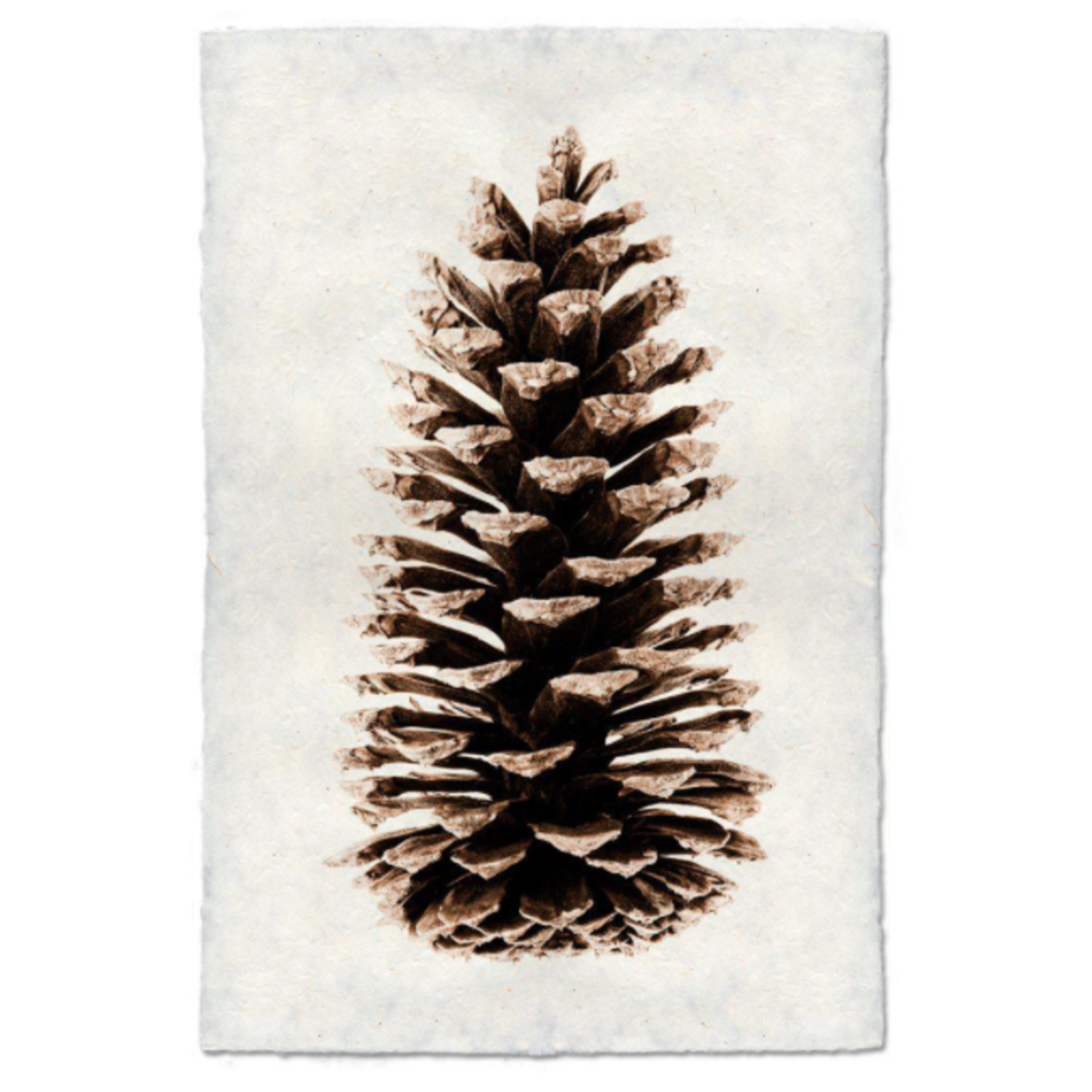 Handmade Loblolly Pine Cone Handmade Print SPECIAL ORDER