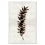 Handmade Eastern White Pine Cone Handmade Print