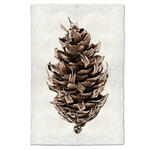 Handmade Douglas Fir Pine Cone Handmade Print