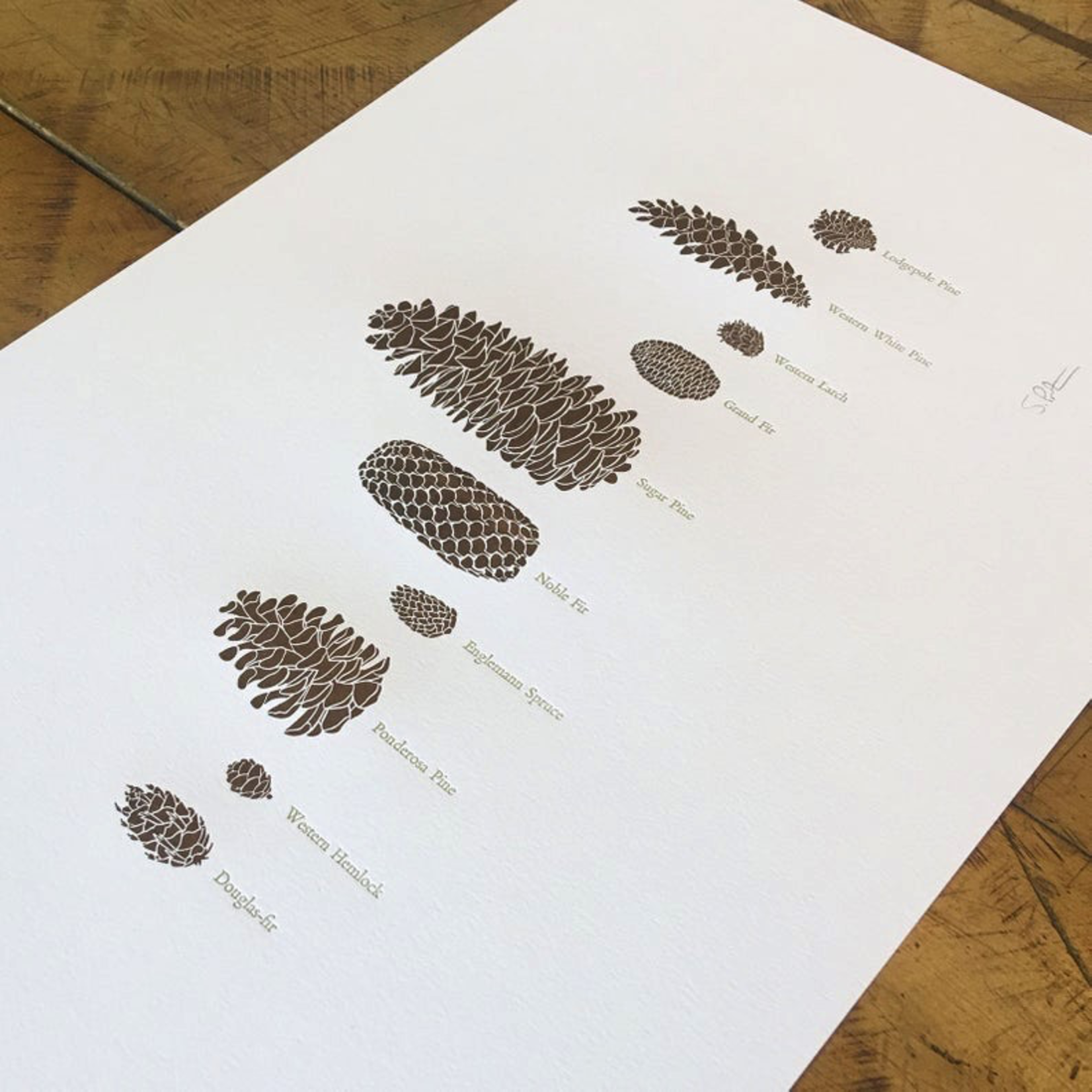 Prints Pine Cones 12x18 Print