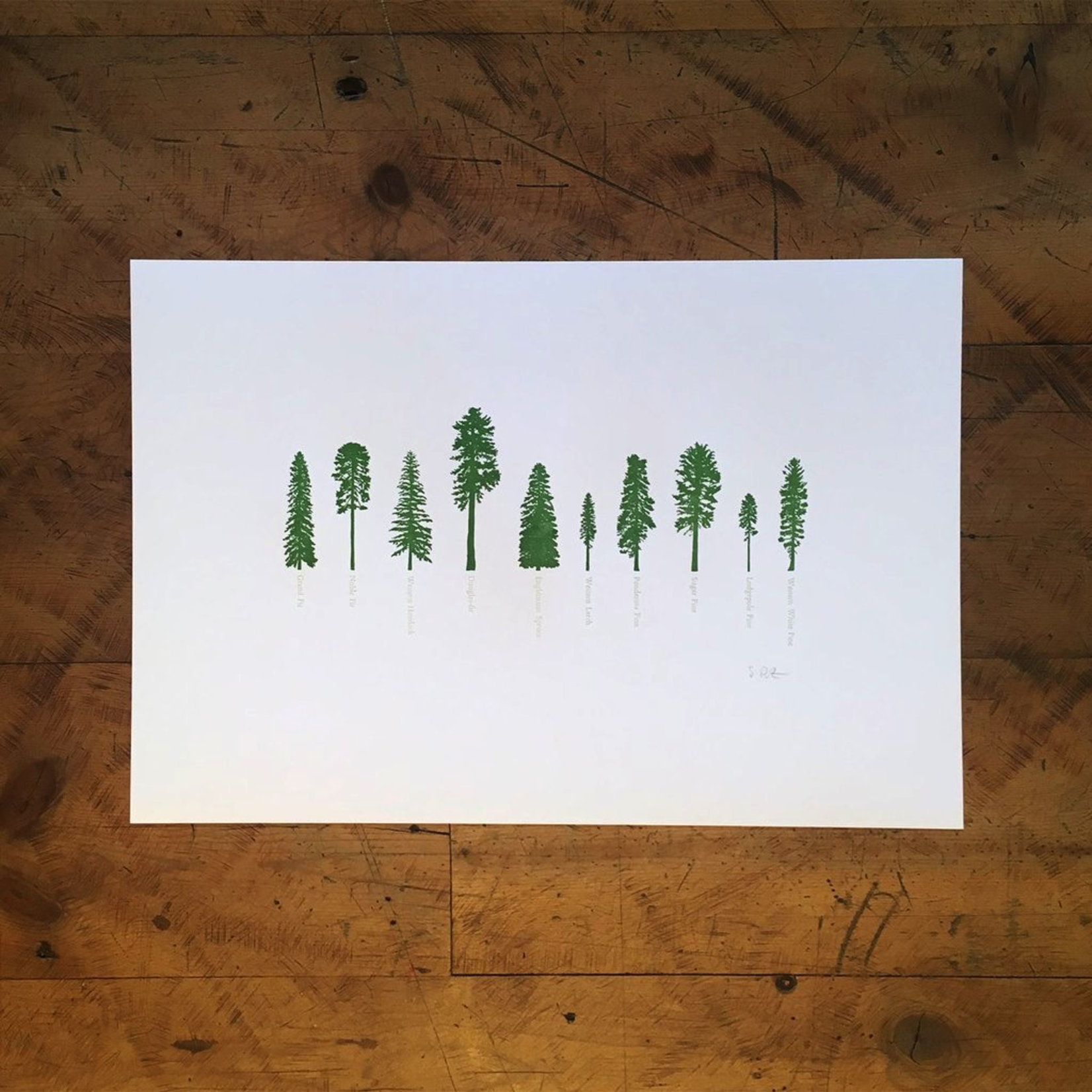 Prints Conifers 12x18 Print