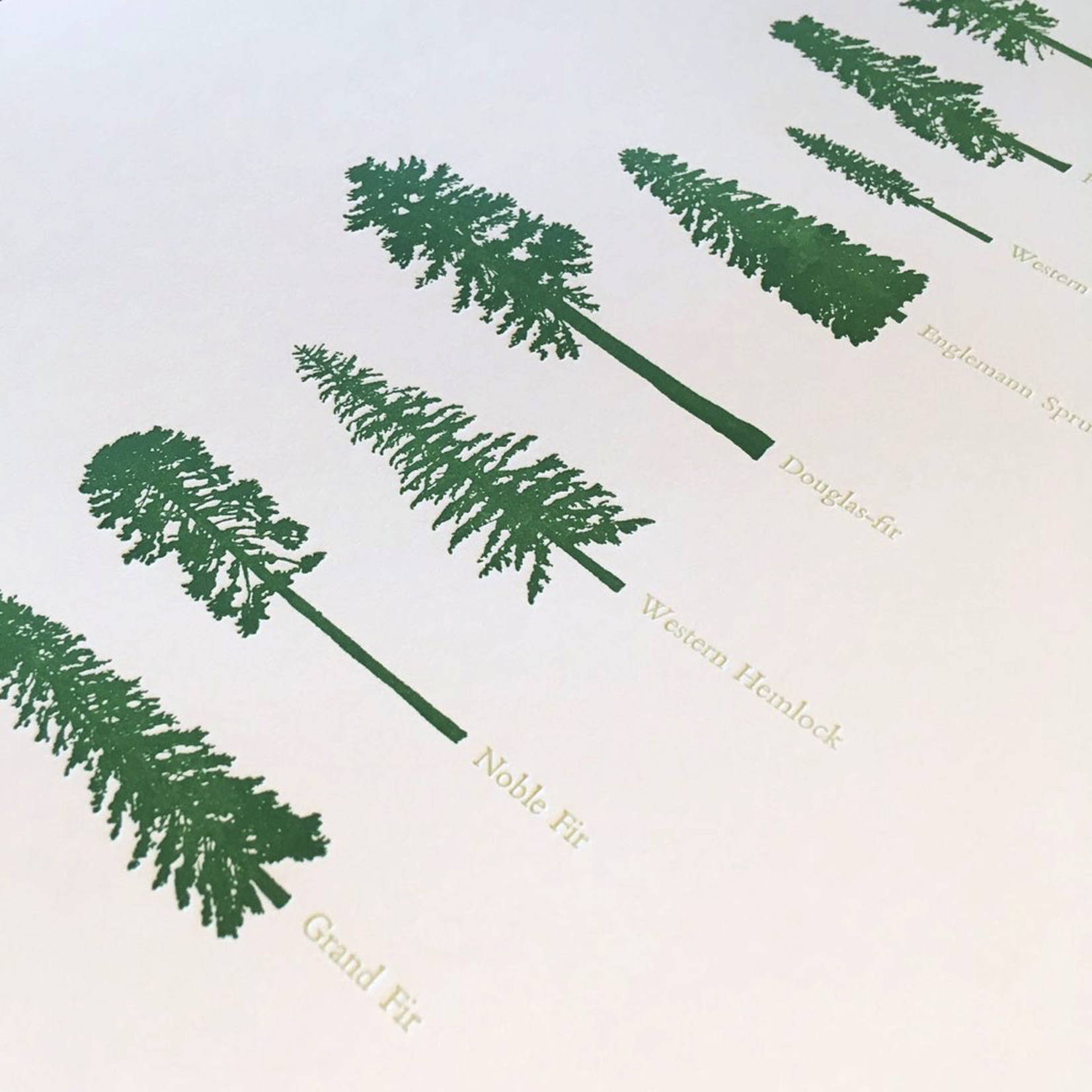 Prints Conifers 12x18 Print