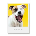 Greeting Cards - Love Tucker Lucky Dog