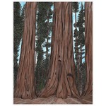Greeting Cards - General Sequoia Everyday