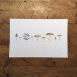 Prints Mushrooms 12x18 Print