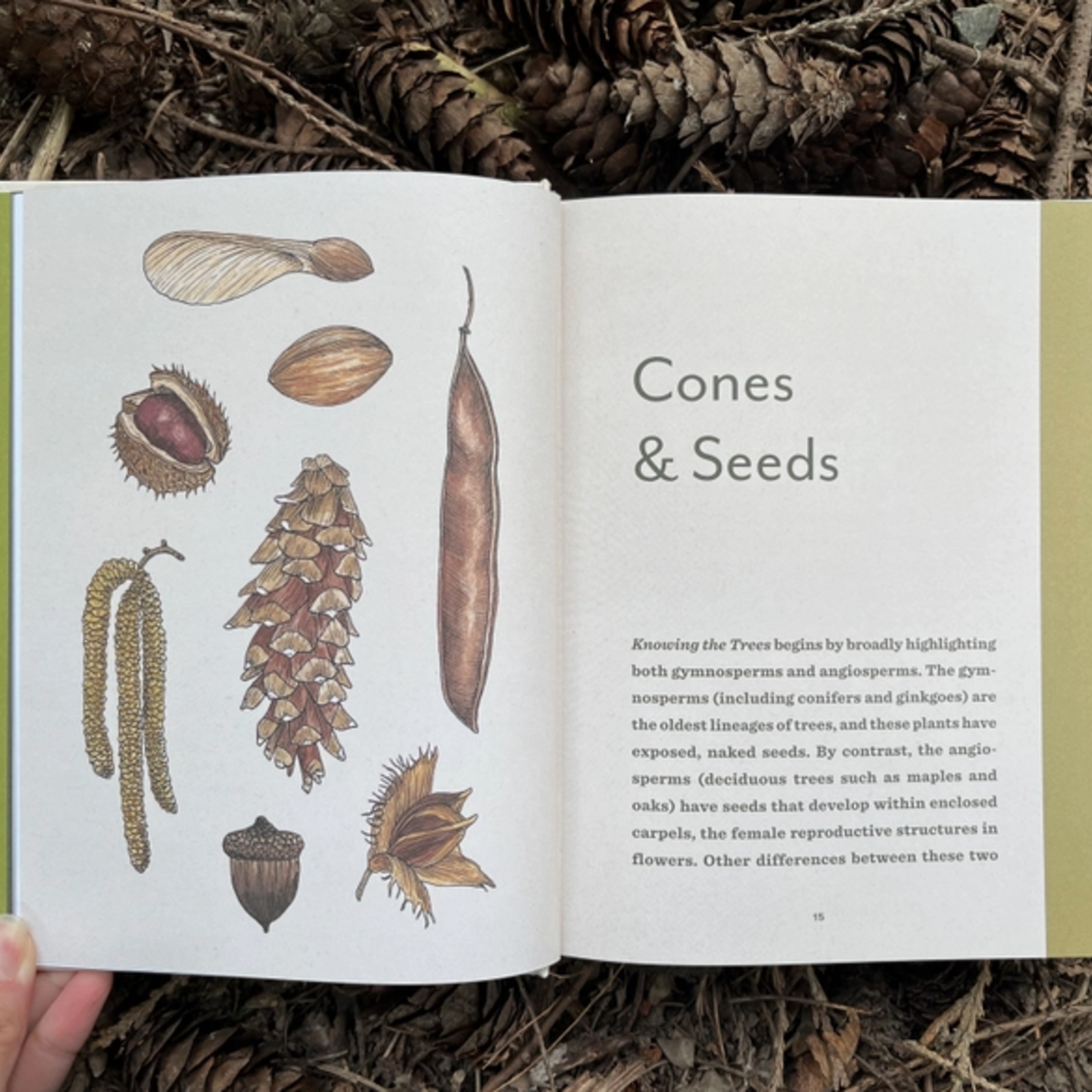 Books - Outdoors Knowing The Trees: From Seed To Snag