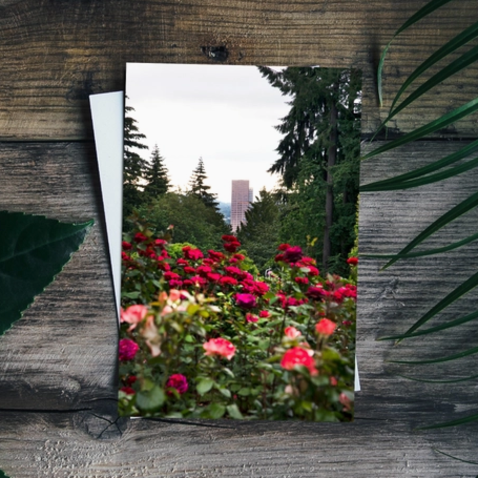 Postcards Portland Rose Garden Photo Postcard
