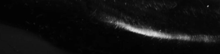 Al Gags Al Gags 4" Whip-It Fish Rigged (1 Head / 2 Tails)