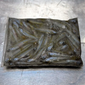 Spearing / Silversides