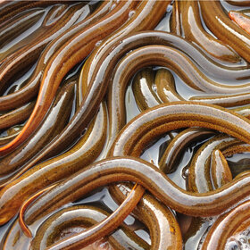 Eels