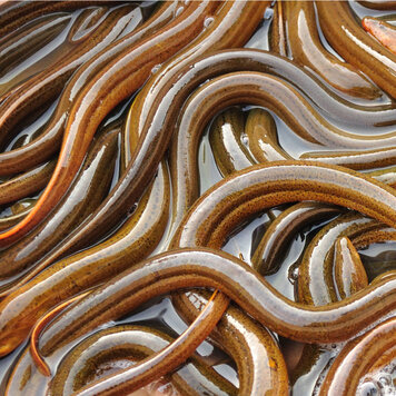 Eels