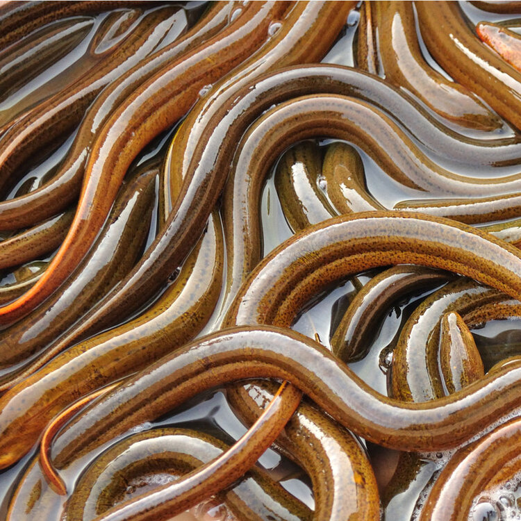 Eels