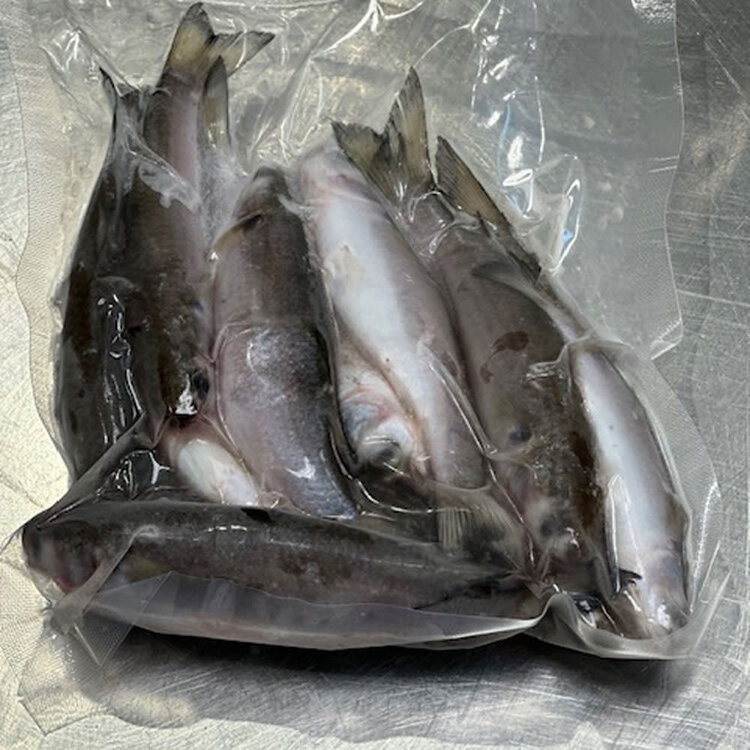 Finger Mullet - Dozen