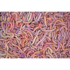 Bloodworms