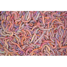 Bloodworms