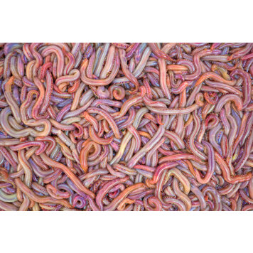 Bloodworms