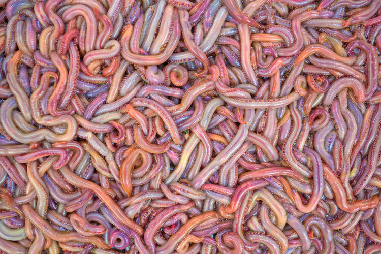 Bloodworms