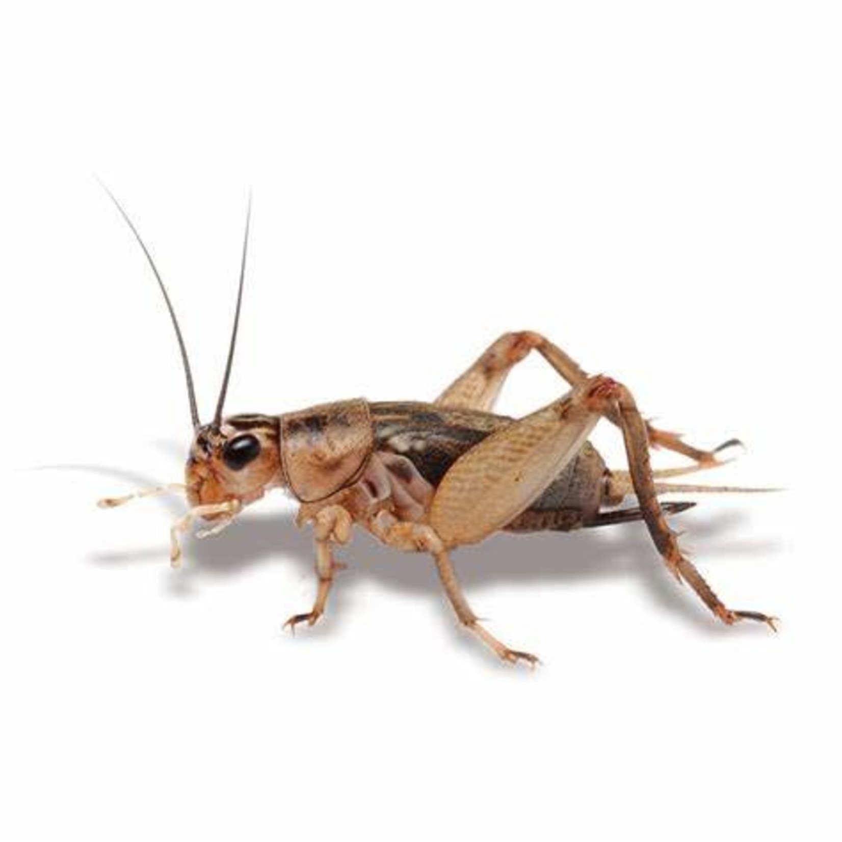 DOZEN CRICKETS