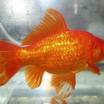 LARGE GOLDFISH
