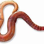 RED WORMS