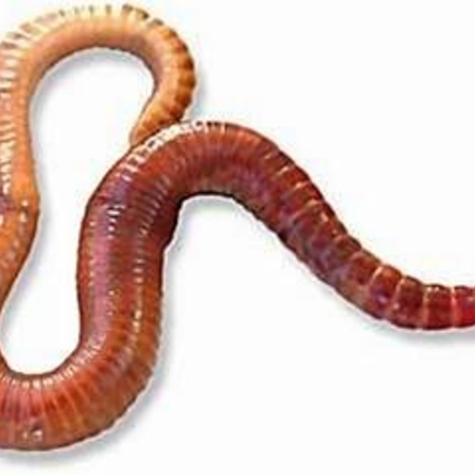 RED WORMS