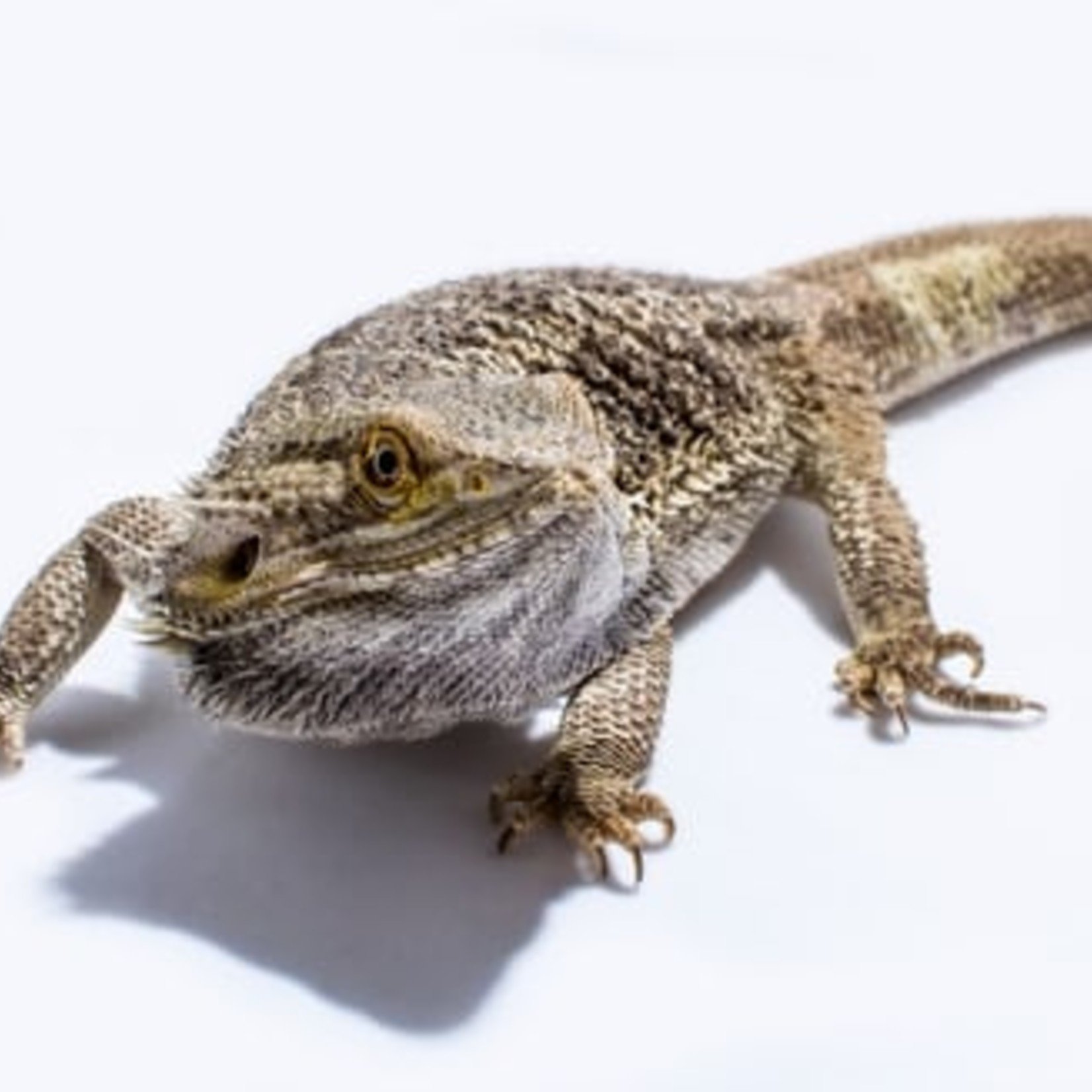 FANCY BEARDED DRAGON