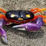 HALLOWEEN CRAB