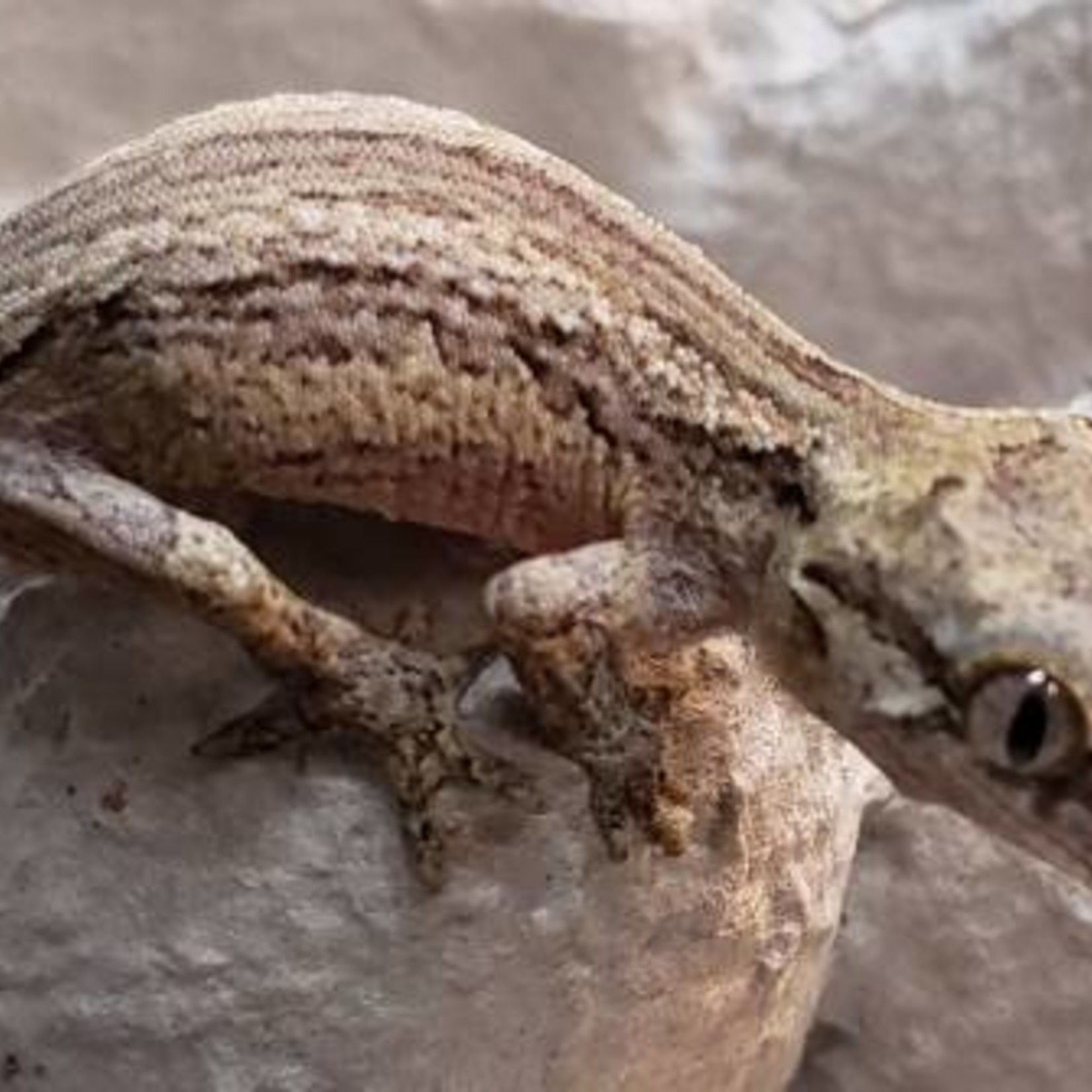 GARGOYLE GECKO