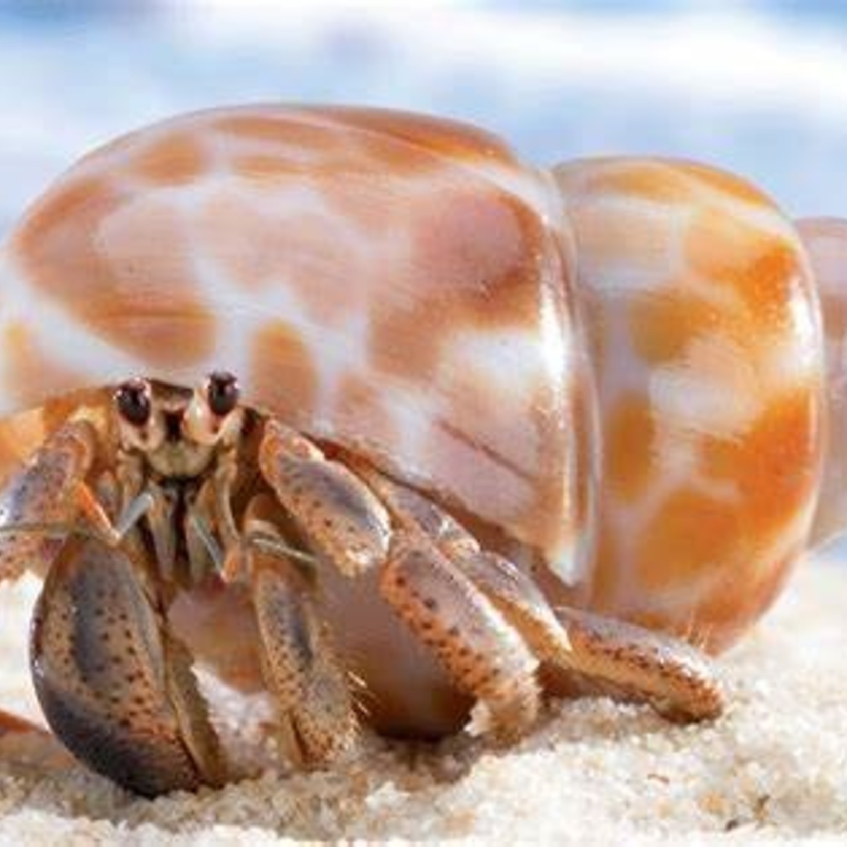 HERMIT CRAB FANCY SM