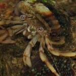 BROWN LEG HERMIT CRAB