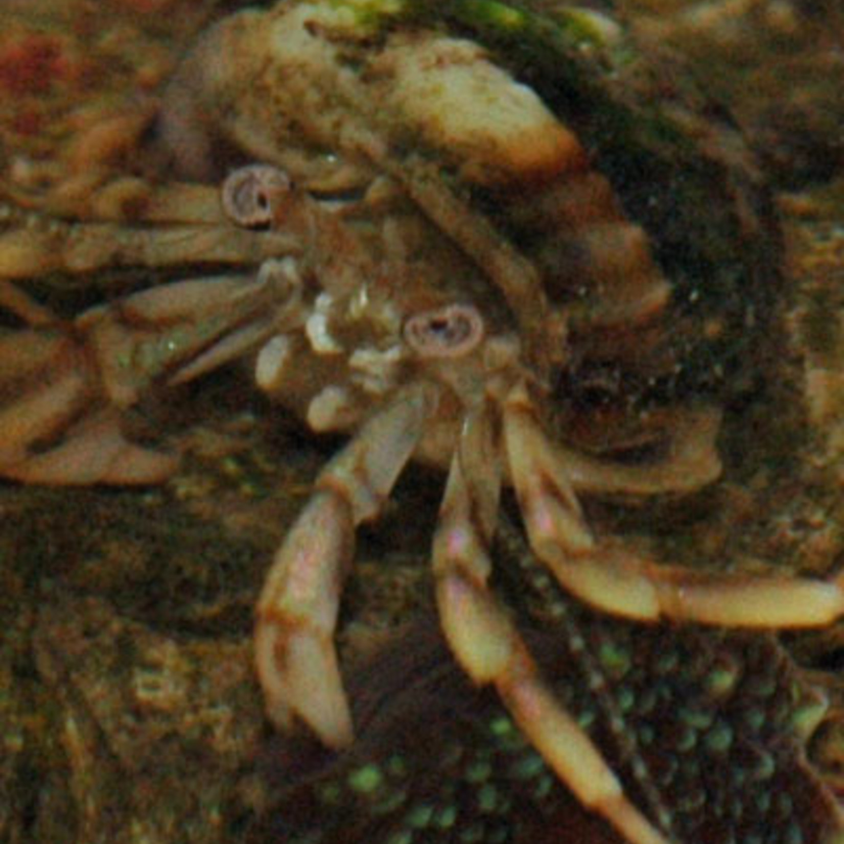 BROWN LEG HERMIT CRAB