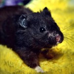 BLACK BEAR HAMSTER