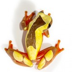 CLOWN TREE FROG