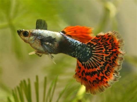 ELEPHANT EAR GUPPY - Gordon’s Aquatics