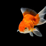 ASSORT ORANDA GOLDFISH