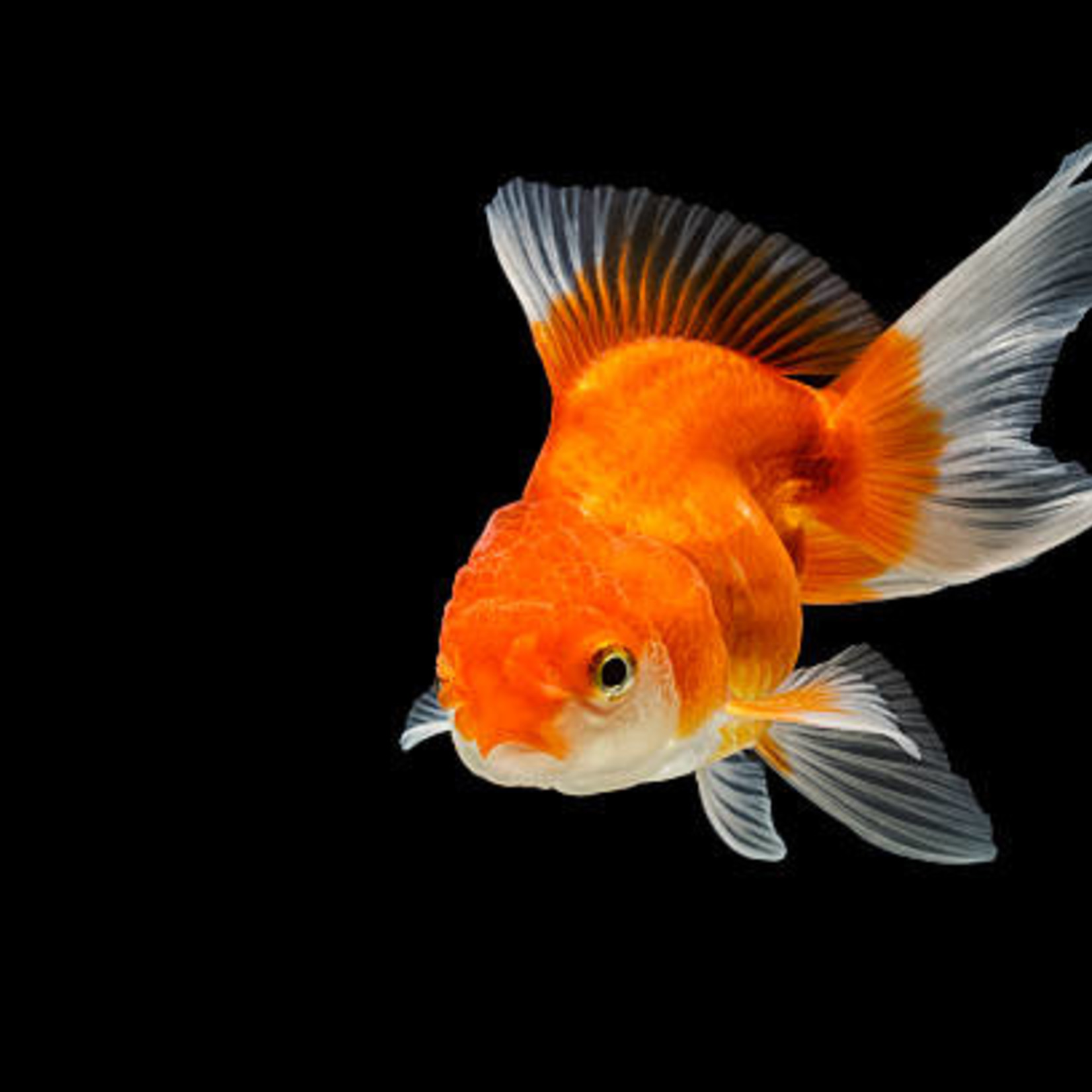 ASSORT ORANDA GOLDFISH